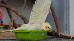 Пісок для папуг: чому вам потрібно, як використовувати